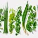 Types of Herbs