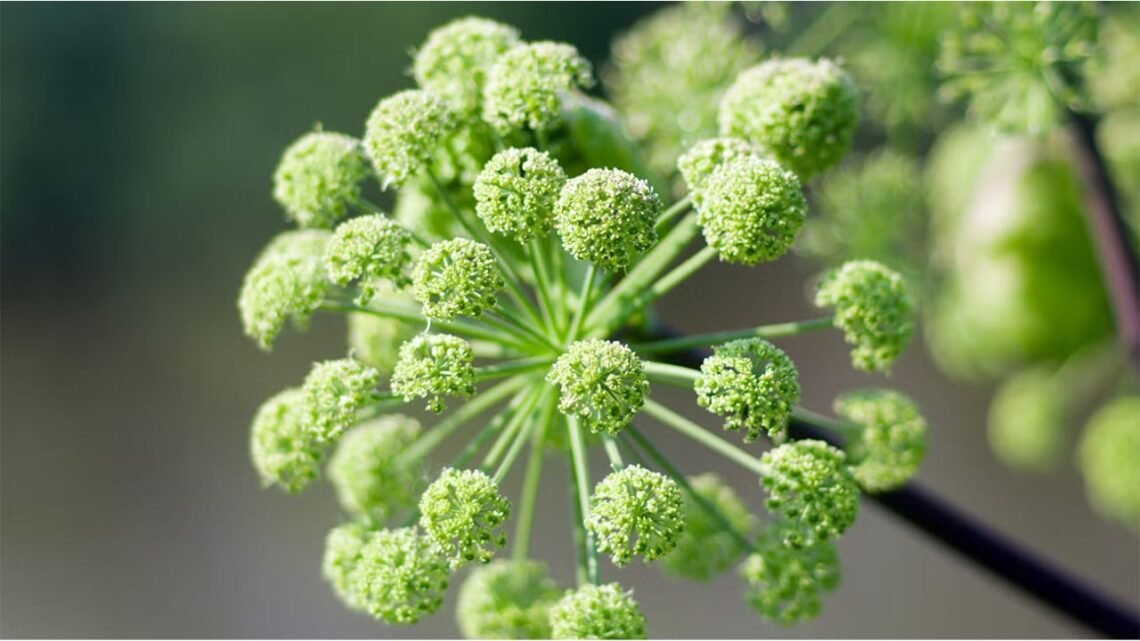 Angelica Root