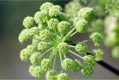 Angelica Root