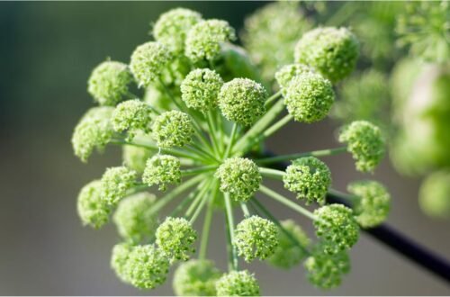 Angelica Root