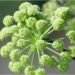 Angelica Root