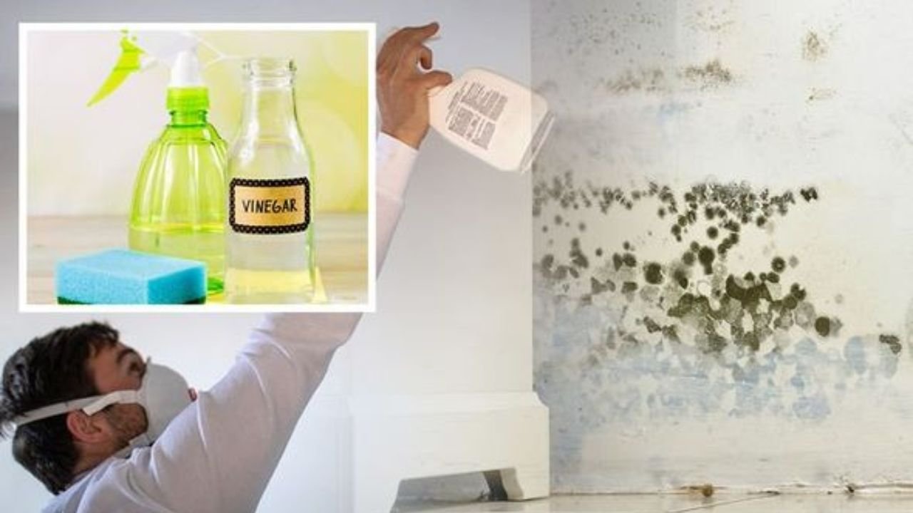Does Vinegar Kill Mold? How White Vinegar Works Against Mold Growth