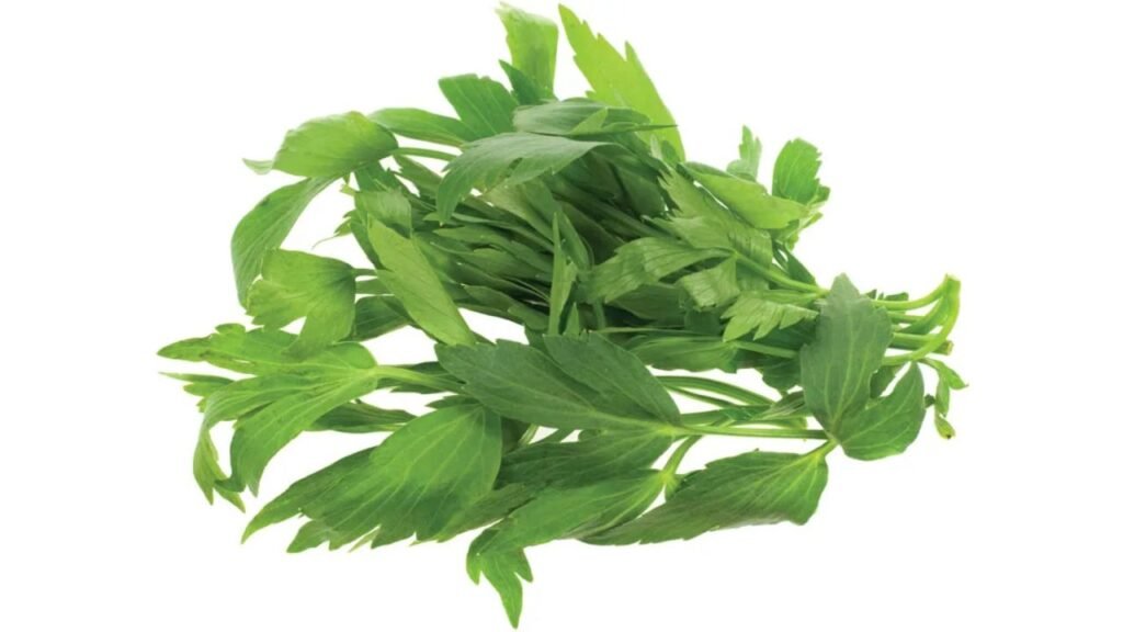 Lovage