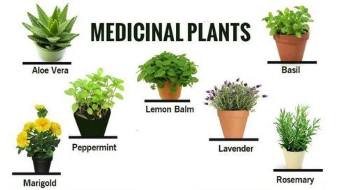 Medicinal Plants in Kerala