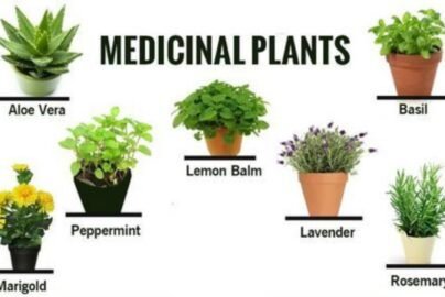 Medicinal Plants in Kerala