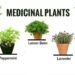 Medicinal Plants in Kerala