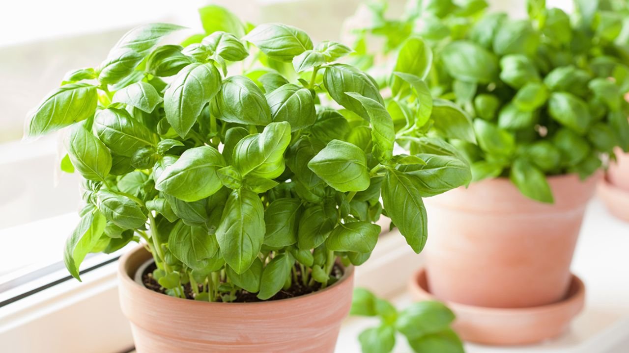 What Are Herbs