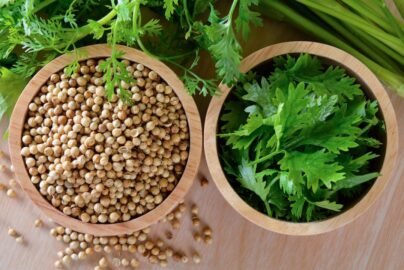 Fresh Cilantro
