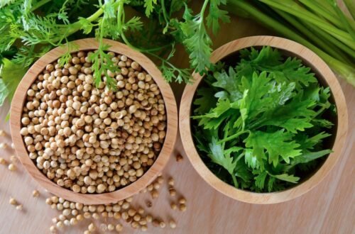 Fresh Cilantro