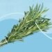 How to Use Rosemary Water for Hair Growth