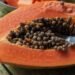 Papaya Seeds