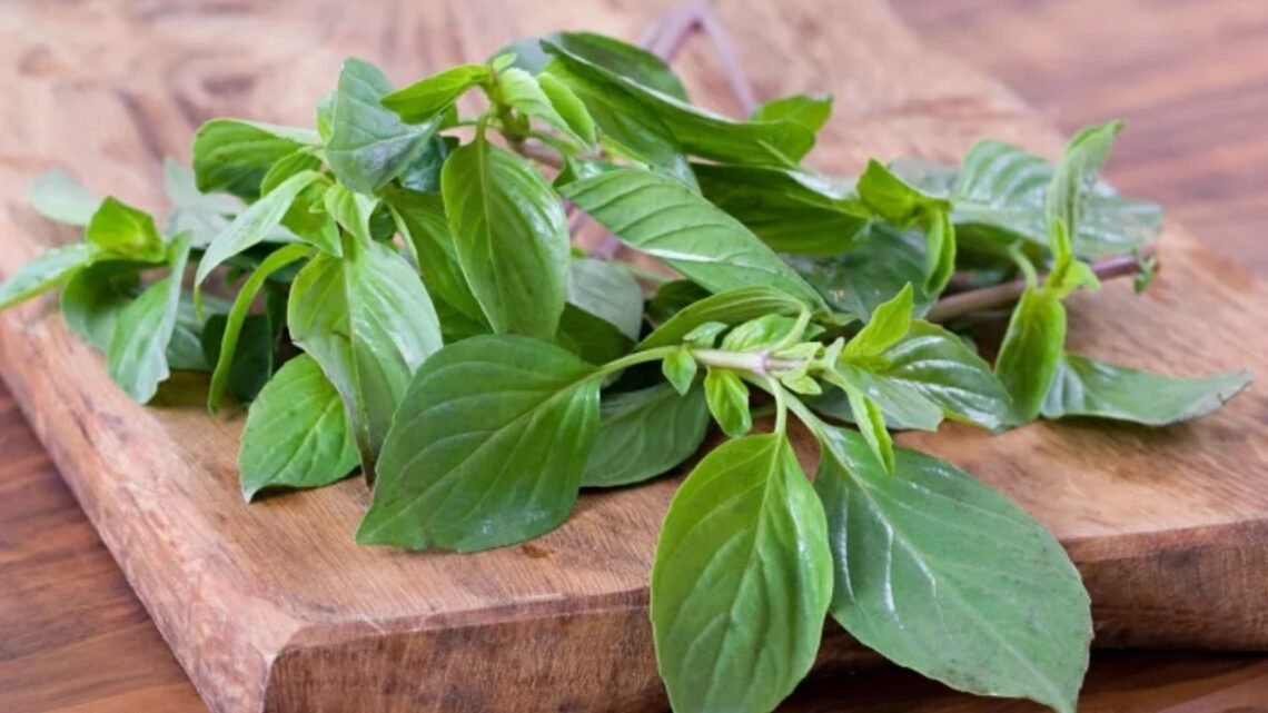 Thai Basil