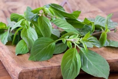 Thai Basil