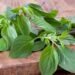 Thai Basil