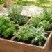 What Herbs Can Be Planted Together