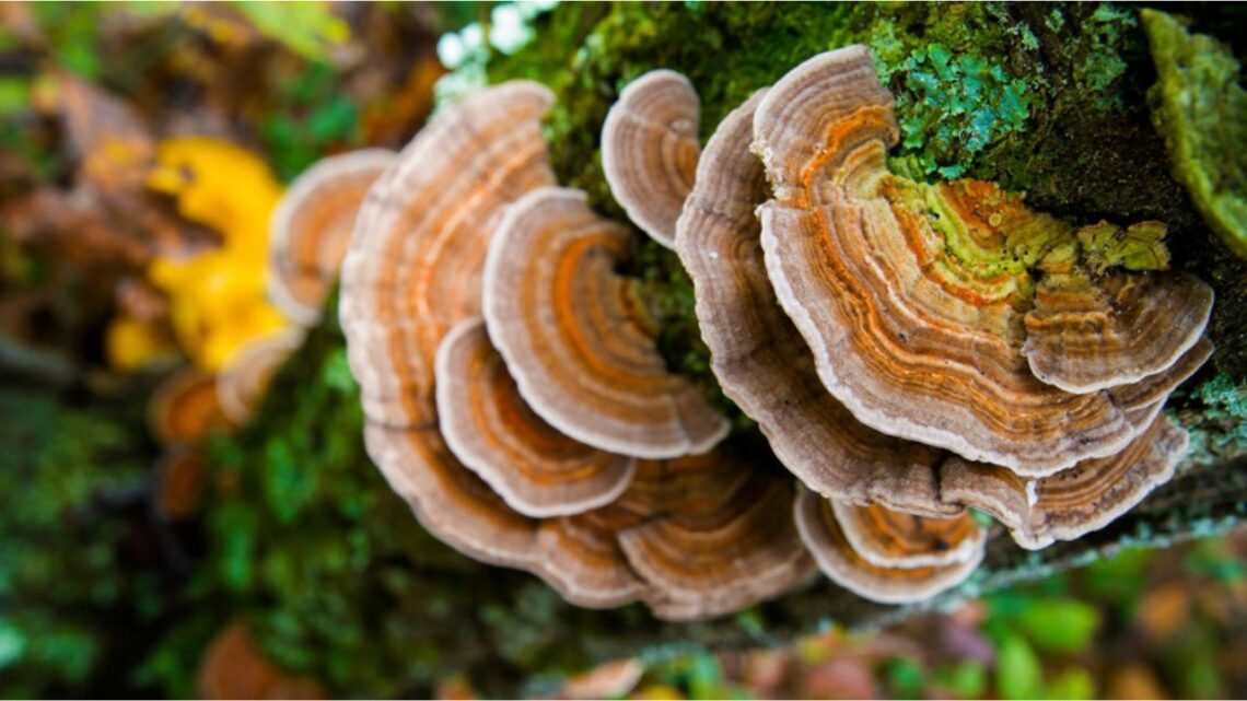 turkey tail mushroom benefits