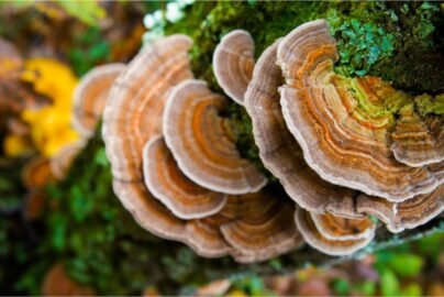 turkey tail mushroom benefits