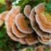 turkey tail mushroom benefits