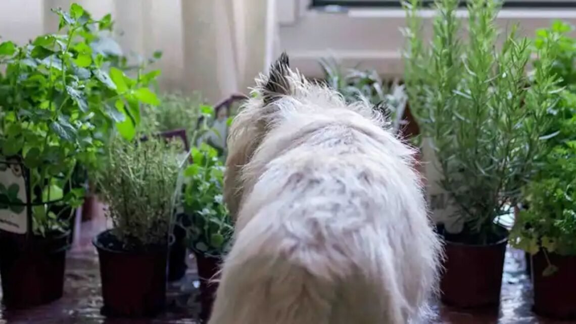 What Herbs Are Good for Dogs