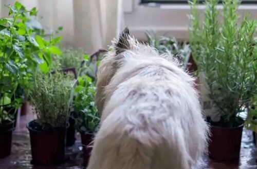 What Herbs Are Good for Dogs