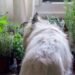 What Herbs Are Good for Dogs