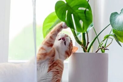 what herbs are toxic to cats