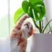 what herbs are toxic to cats