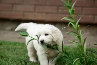 what herbs are good for dogs