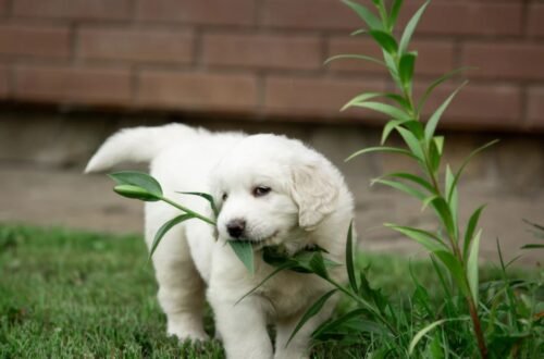 what herbs are good for dogs