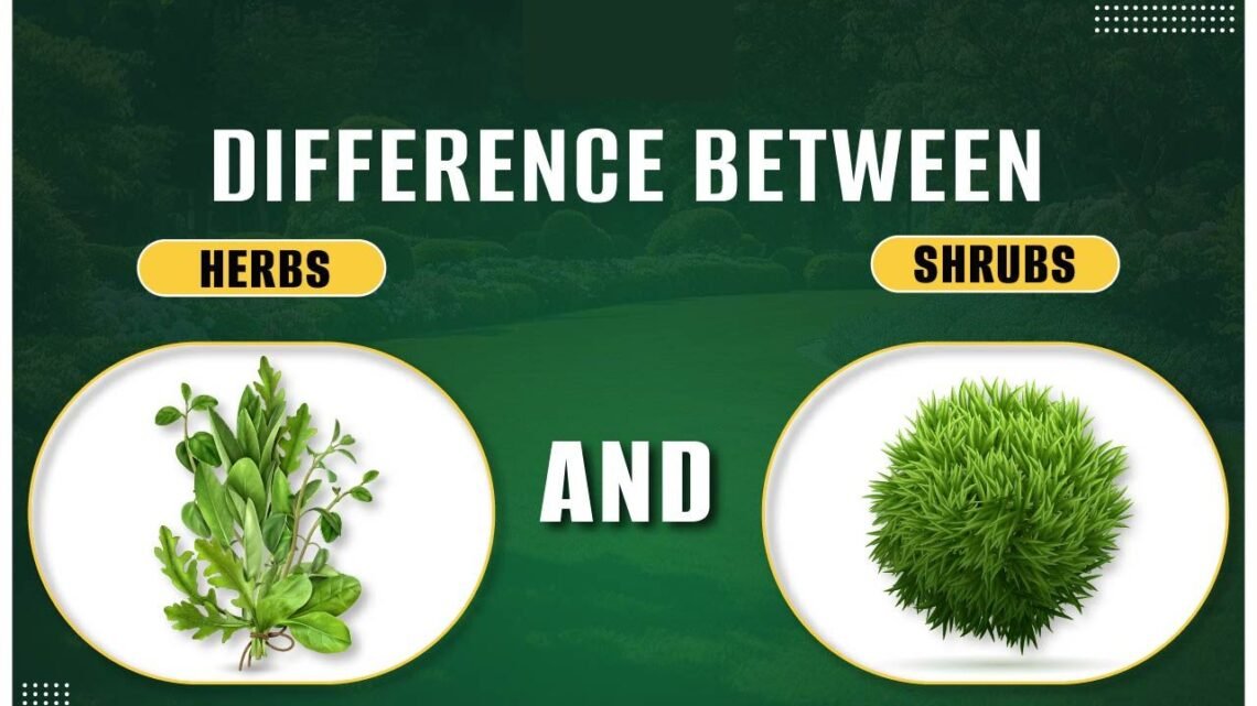 difference between herbs and shrubs