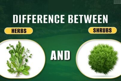 difference between herbs and shrubs