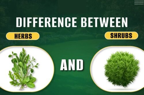 difference between herbs and shrubs