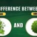 difference between herbs and shrubs