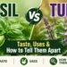 Basil vs Tulsi